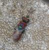 Chrysura candens